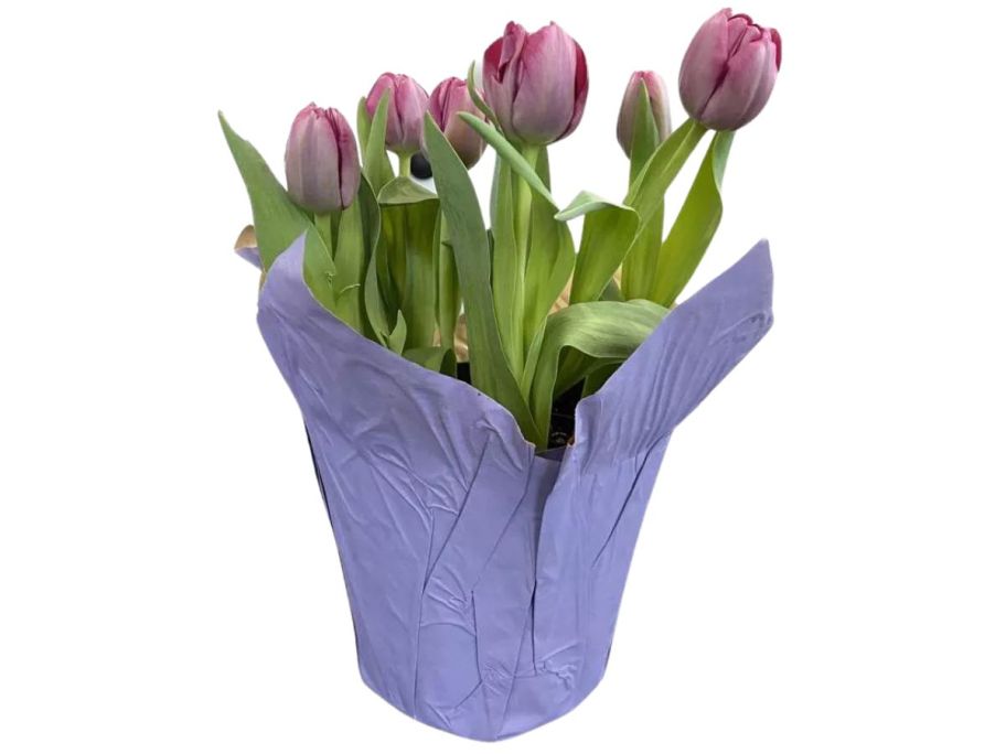 Live Valentine's Day 6 Potted Tulip 