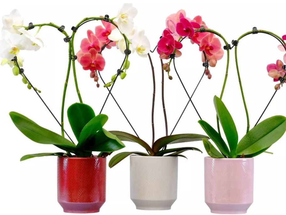 Live Valentine's Day Orchid