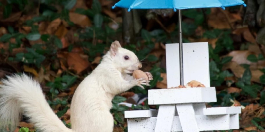 Squirrel Feeder Table w/ Umbrella Just $9.99 Shipped for Amazon Prime Members