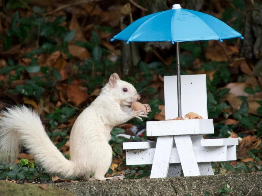 Squirrel Feeder Table w/ Umbrella Just $9.99 Shipped for Amazon Prime Members