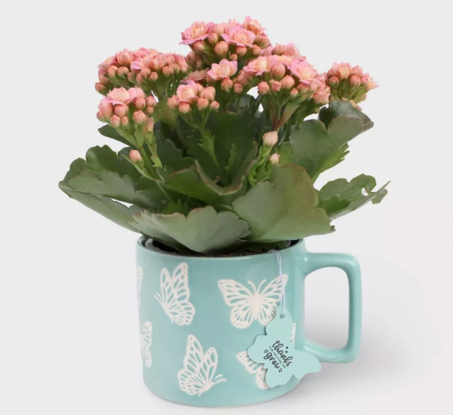 pink flowers in teal butterfly mug