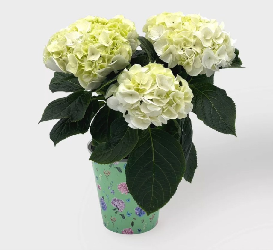 white hydrangea in teal pot