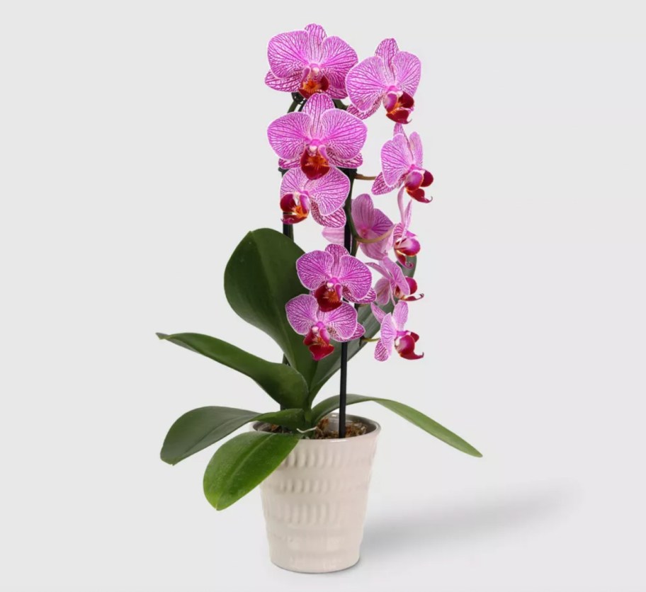 purple orchid in pot