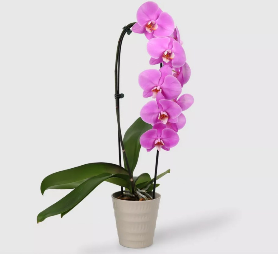 potter purple cascade orchid