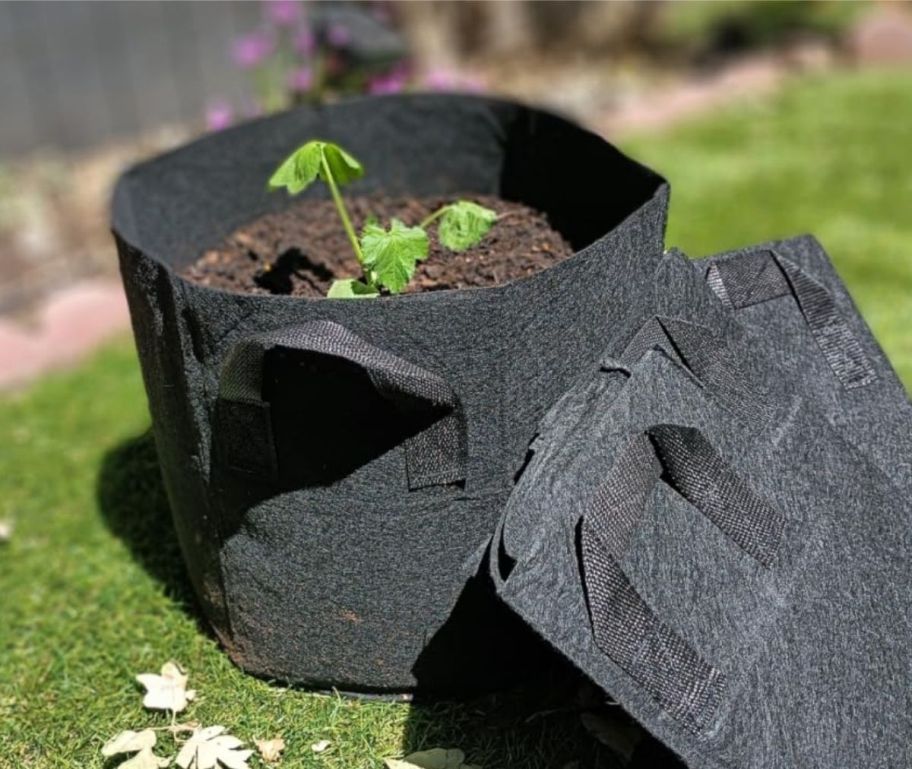 a black fabric planter filled with soil and a small plant. 