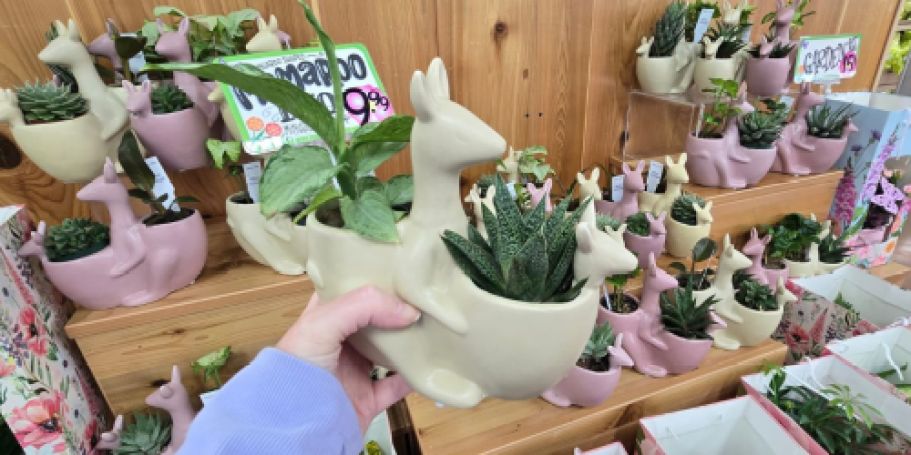 Trader Joe’s Has the Cutest Mother’s Day Plants from $4.99
