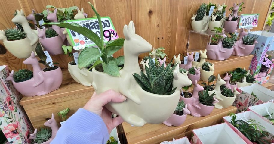 Trader Joe’s Has the Cutest Mother’s Day Plants from $4.99