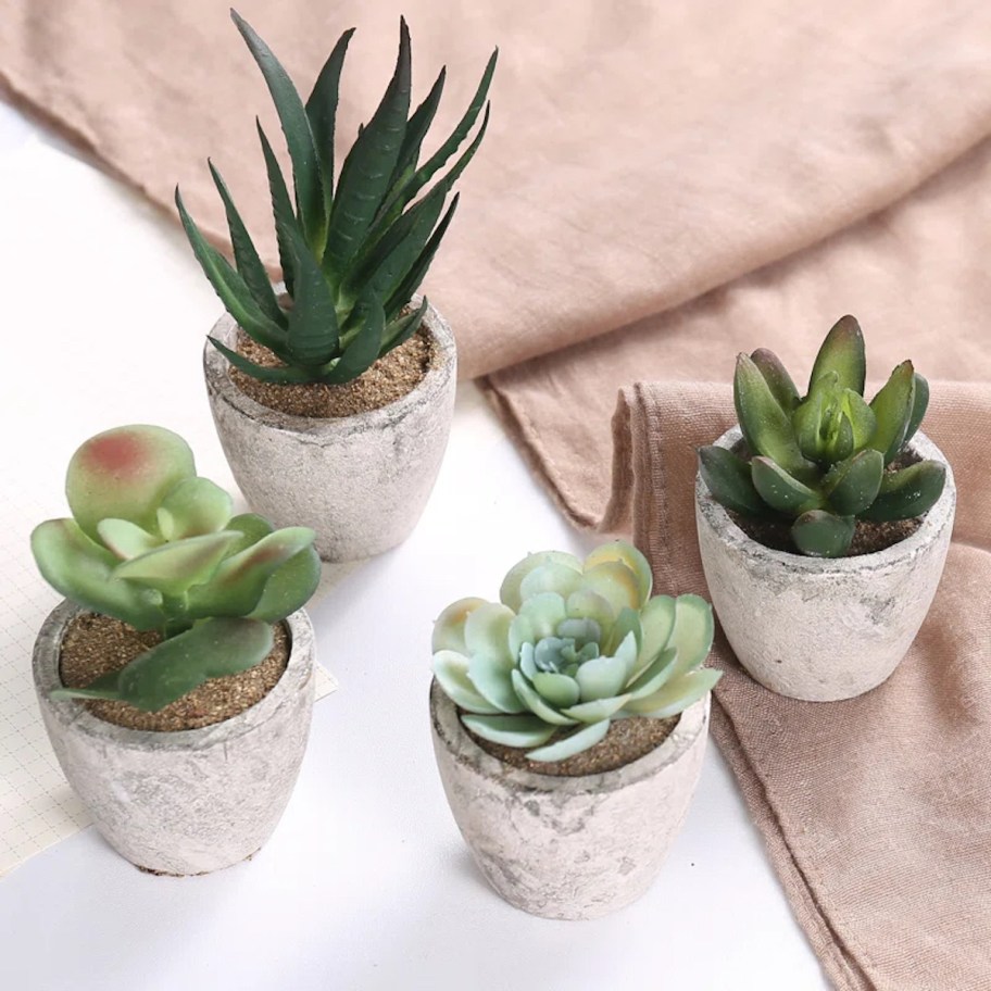 four mini succulent plants in small cement pots