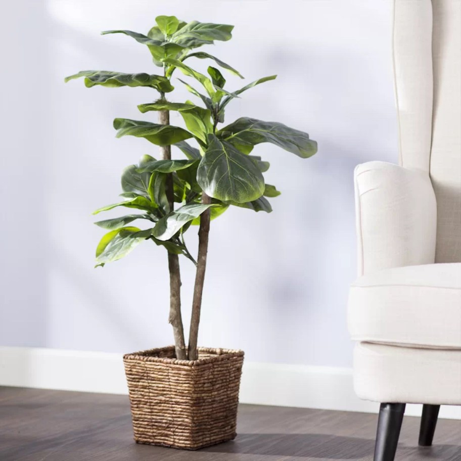 fiddle leaf fig plant in planter