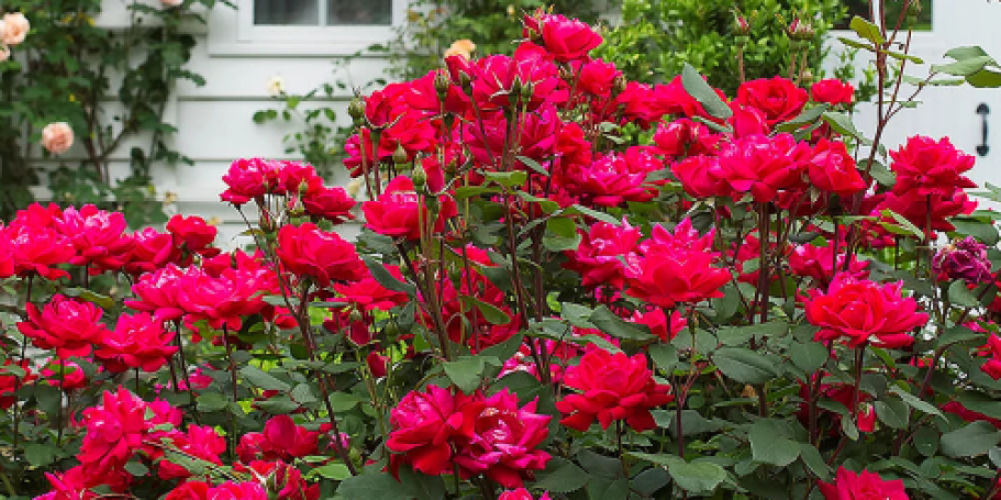 THREE Knock Out Rose Plants from $29.98 Shipped (Includes 1 Year Warranty!)