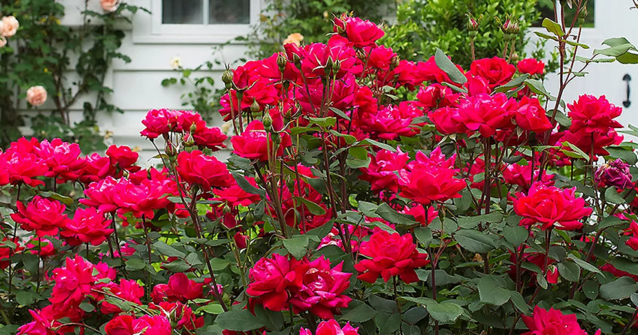 Knock Out Roses planted in a garden outside of a home