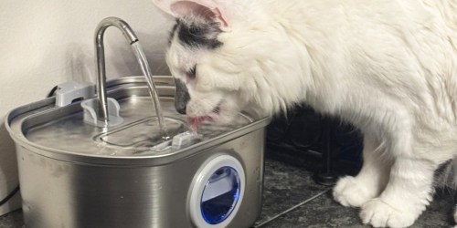 Cat Water Fountain Only $29 on Amazon (Includes 4 Replacement Filters)
