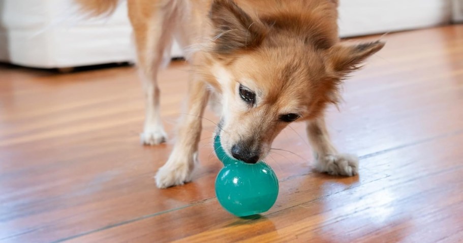 Outward Hound Dog Toys from $3 Shipped + More on Amazon