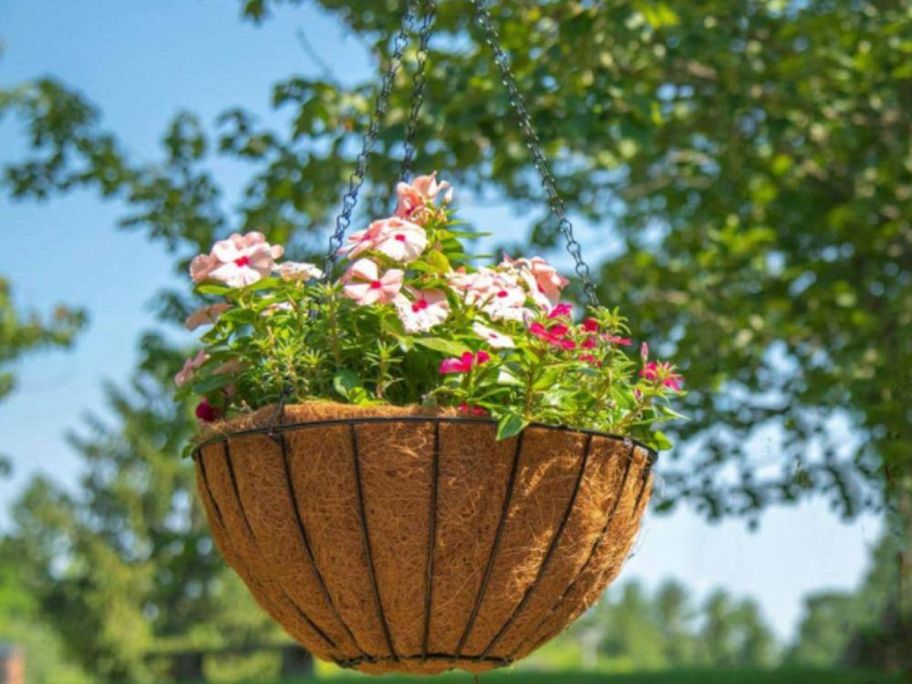 Vigoro 14" Black Metal Growers Hanging Basket w/ Coco Liner filled with flowers