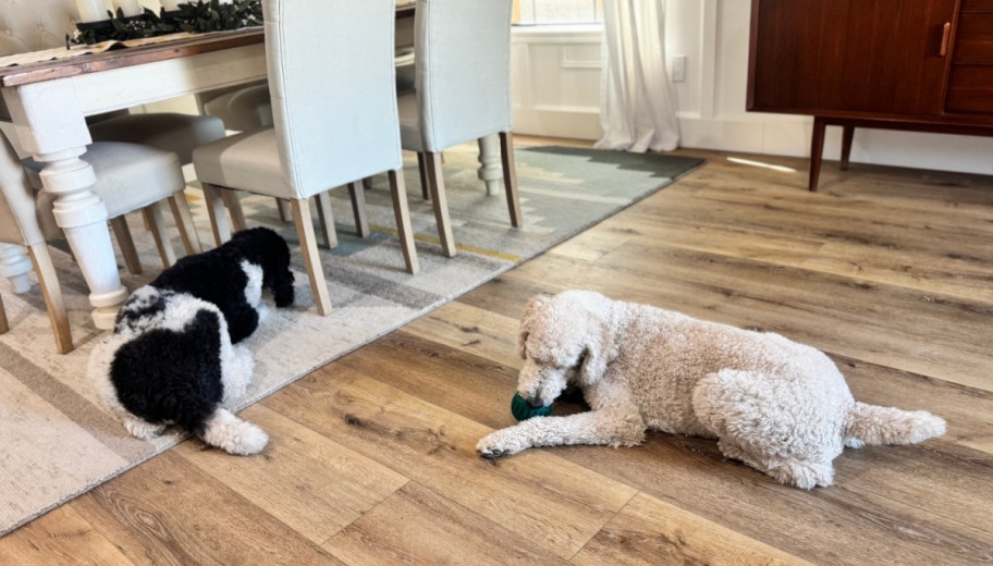 two dogs laying on the floor near a table chairs, playing with dog treats and toys