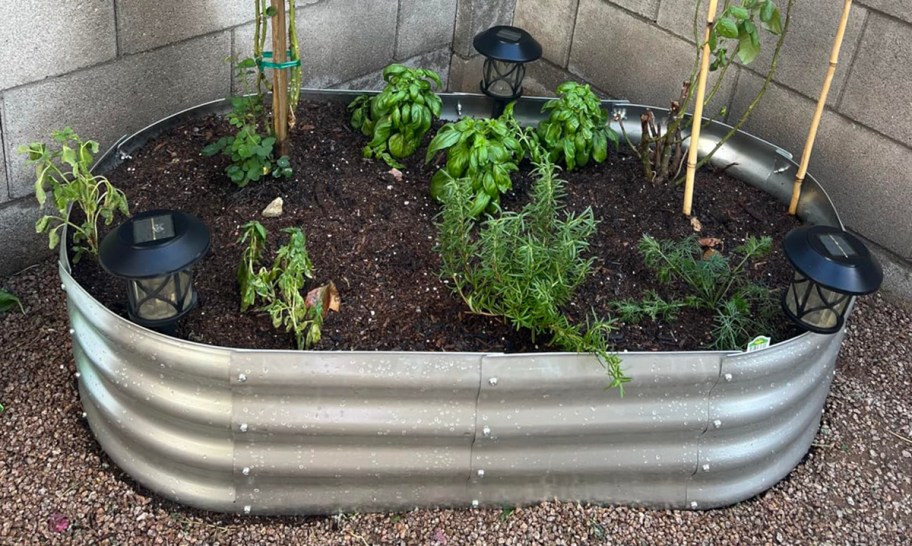 steel garden bed with plants in it