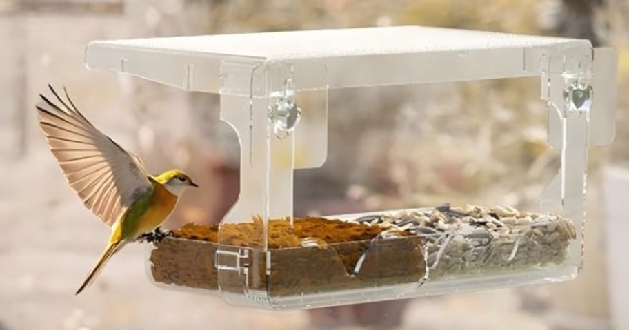 hummingbird flying by bird feeder filled with food