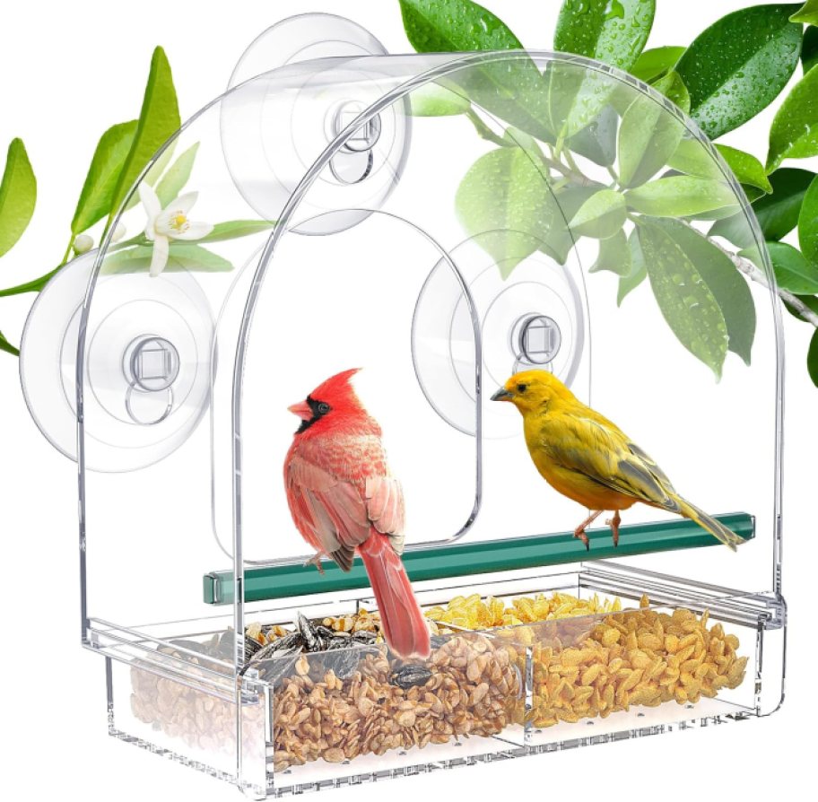 bird feeder with two birds on it