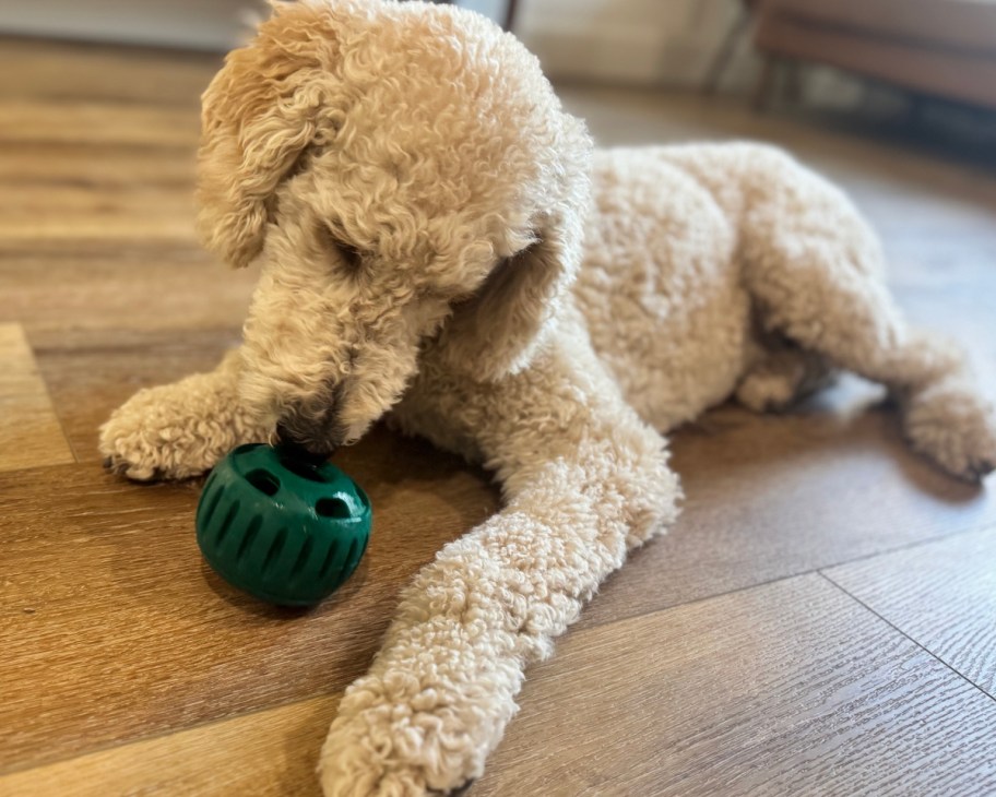 white poodle licking green dog toy