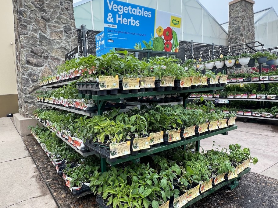 display of Bonnie vegetables & herbs outside Lowe's store