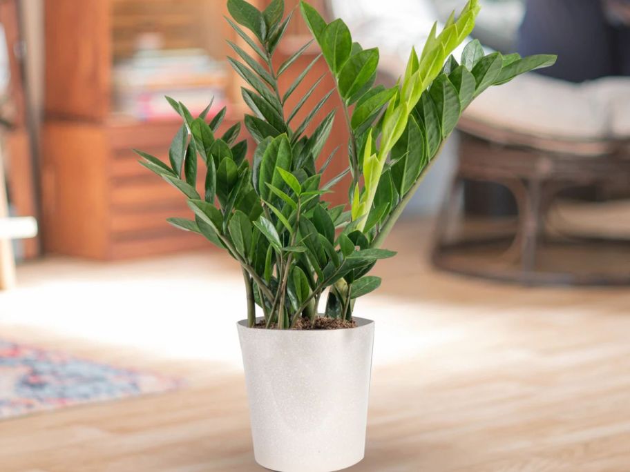 Costa Farms ZZ Plant w/ 10" Planter in the midlee of a floor