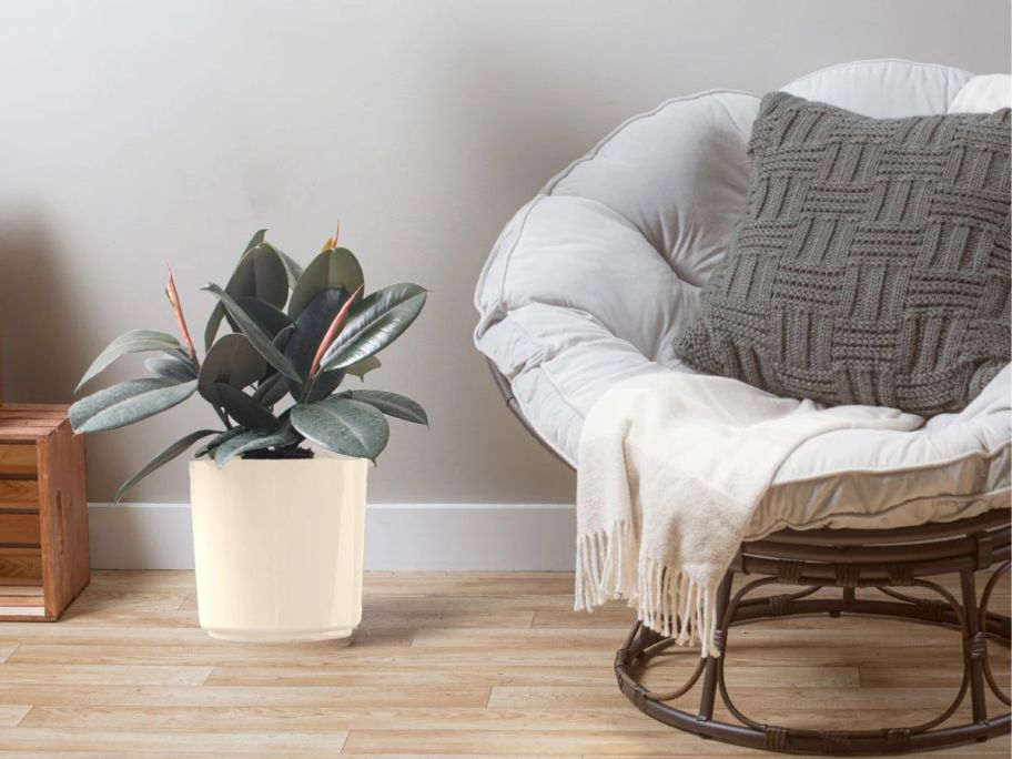 Costa Farms Burgundy Rubber Plant w/ 10" Planter next to a chair