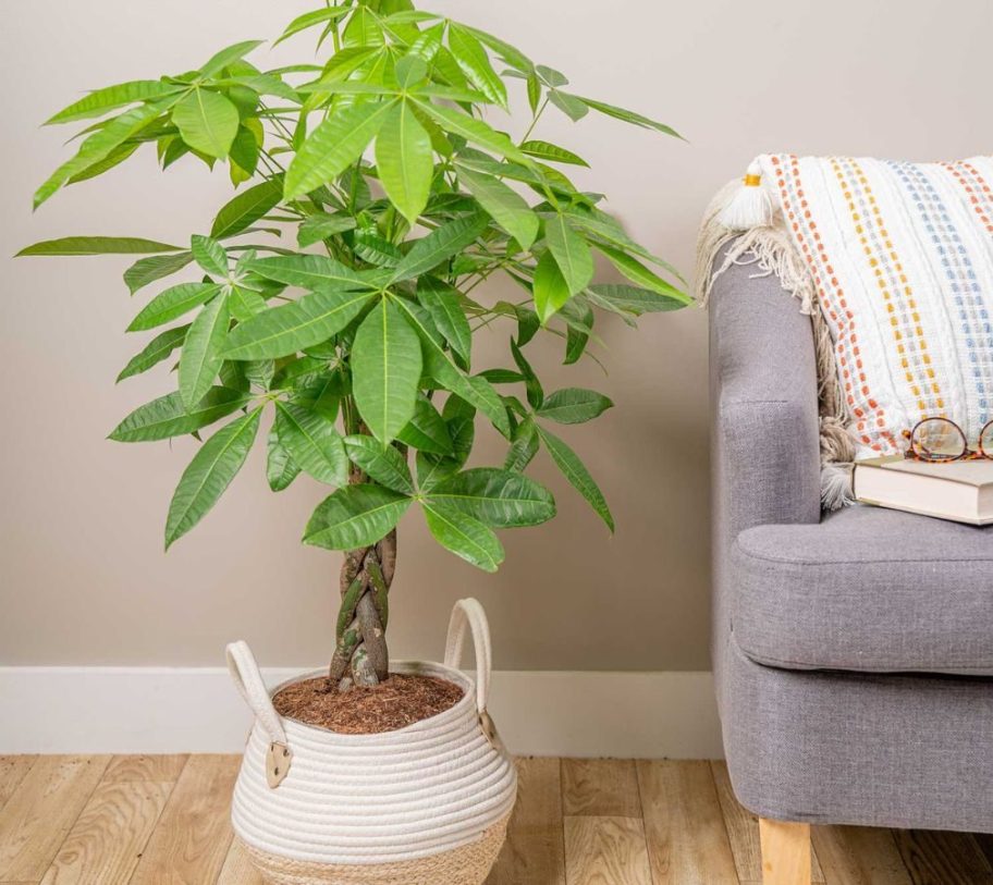 Costa Farms Pachira Braid Money Tree w/ 10" Planter next to a chair