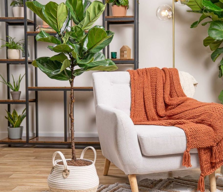 Costa Farms Fiddle Leaf Fig Ficus Lyrata Plant w/; 10" Planter next to a chair with a blanket on it