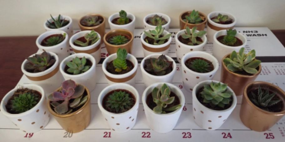 Up to 45% Off Live Plants on Lowes.online | Potted Succulents 24-Pack JUST $38.79 (Reg $72)