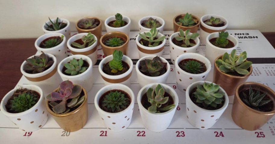 24 Potted Costa Farms Succulents 