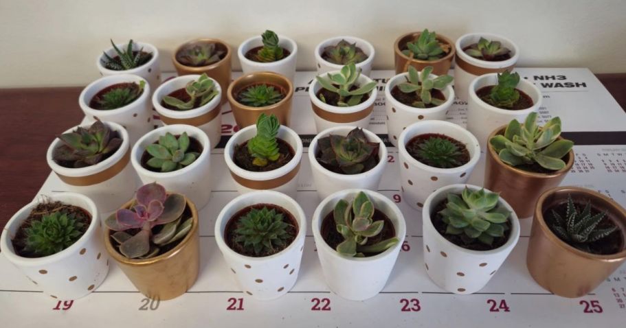 Up to 45% Off Live Plants on Lowes.online | Potted Succulents 24-Pack JUST $38.79 (Reg $72)