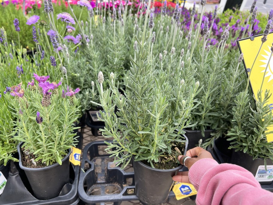 hand grabbing a perennial lavender plant from display at Lowe's 