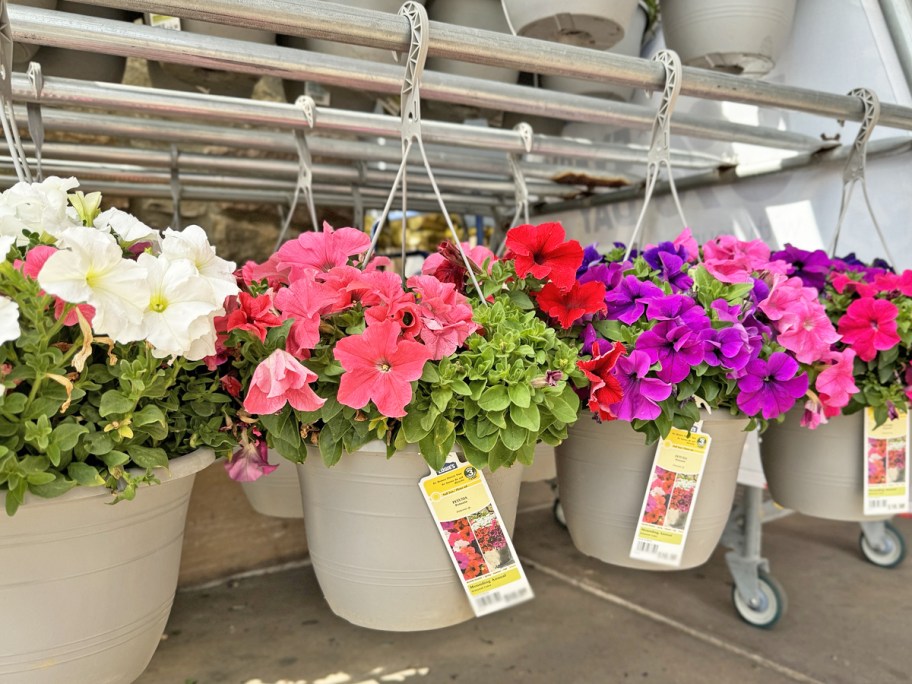 hanging petunia baskets at Lowe's