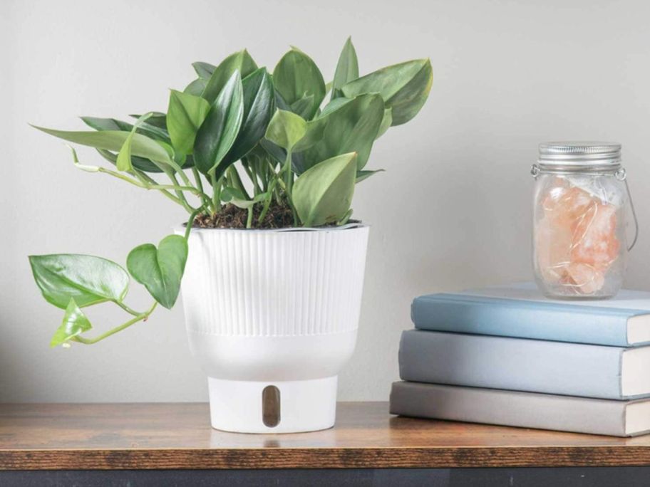 Costa Farms Sterling Silver Scindapsus House Plant w/ 6" Self-Watering Pot on a shelf next to a stack of books