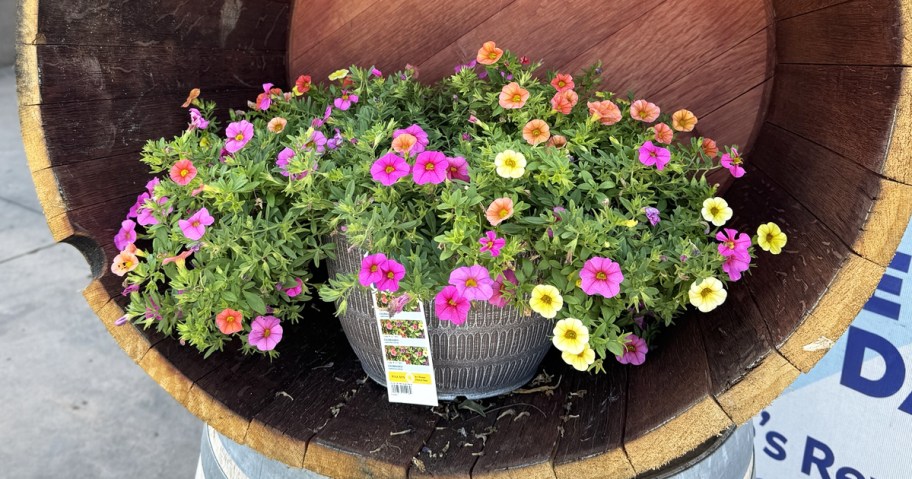 colorful flowers planted in bowl planter inside a wood wine barrel at Lowe's store