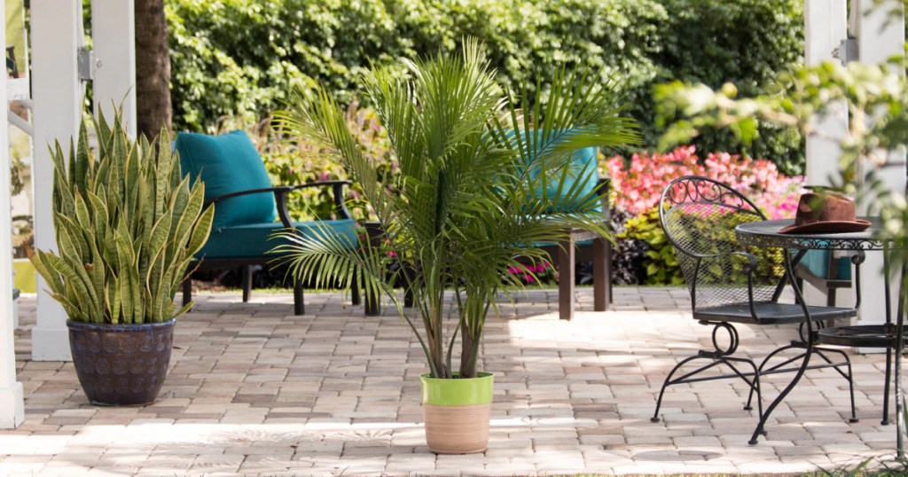 Palm plant in pot outside terra-cotta patio