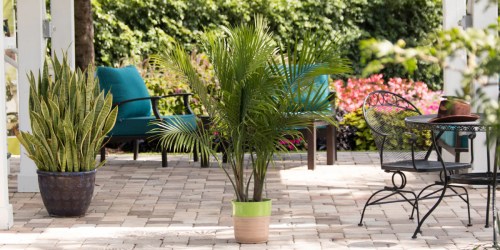 *HOT* Majesty Palm Plant Just $15 on Lowes.online