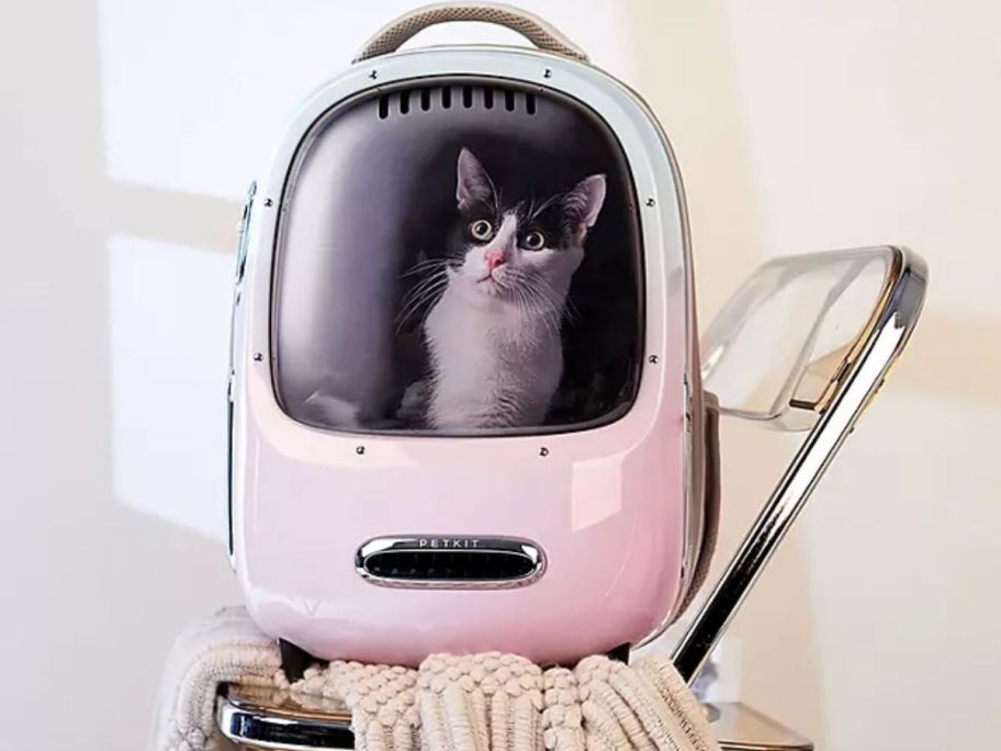 A cat inside a Petkit Breezy 2 Smart Cat Carrier 