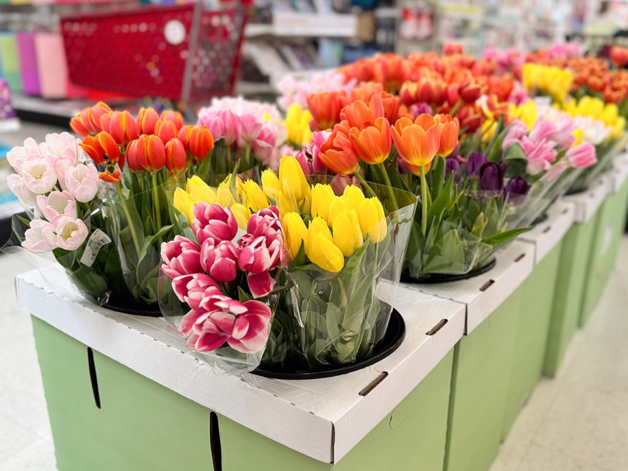 Tulips on Display at Target