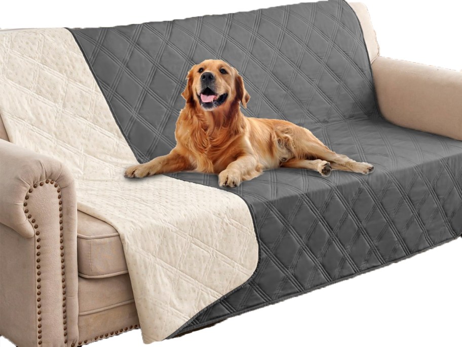 dog laying on gray blanket on couch