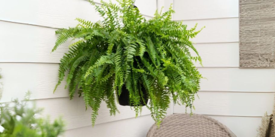 Boston Fern Hanging Basket Only $9.97 on Walmart.online (Reg. $15)