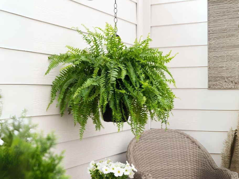 Boston Fern Hanging Basket Only $9.97 on Walmart.online (Reg. $15)