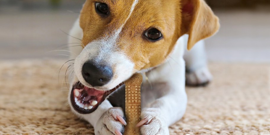 dog chewing on bone 