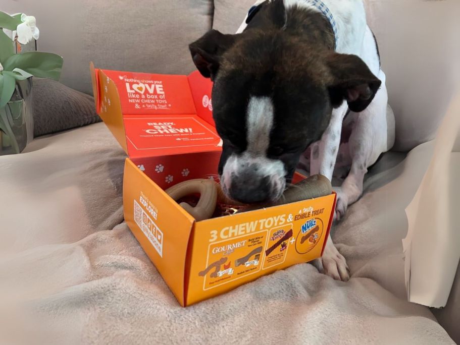 Nylabone Dog Gift Box Just $8 Shipped on Amazon (Reg. $19) | Includes 3 Toys & 1 Treat!