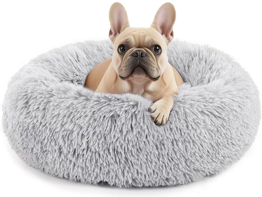dog in gray circle dog bed 