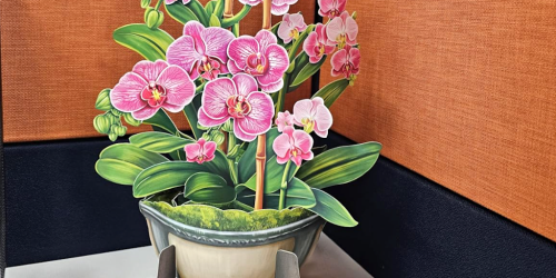 Flower Arrangement Pop-Up Cards from $5 on Amazon (Perfect for Mother’s Day)