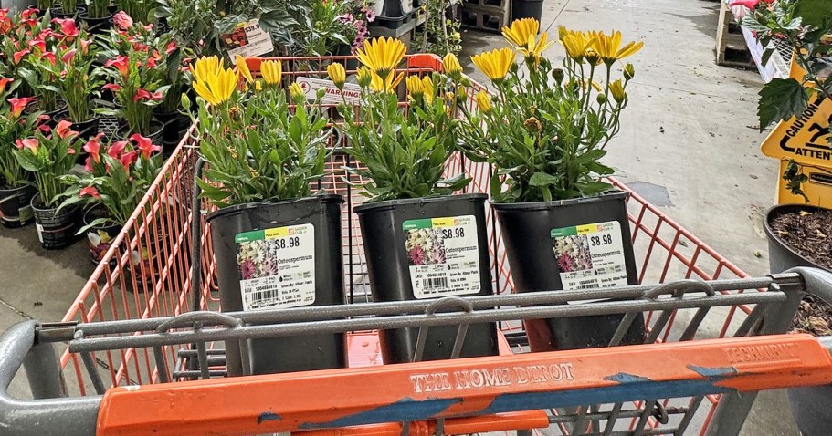Shop The Home Depot Memorial Day Sale | Hot Deals on Plants, Soil, Grass Seed, & More