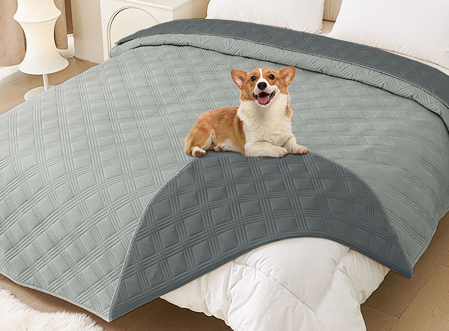 small tan and white dog sitting on a grey waterproof dog blanket on a bed